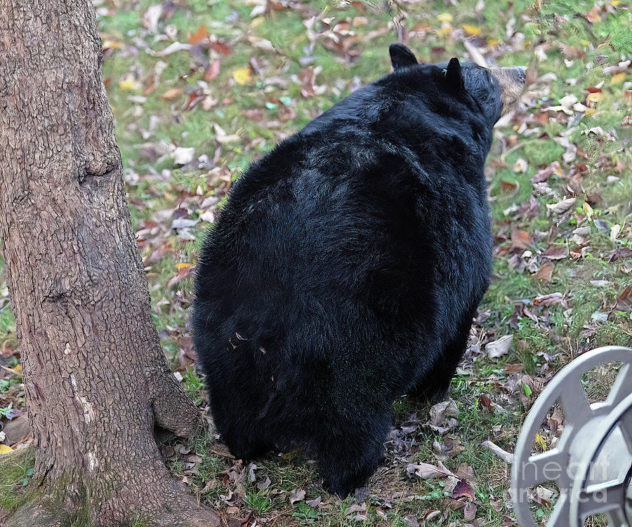 Giant Black Bear Photograph by David Oppenheimer - Pixels