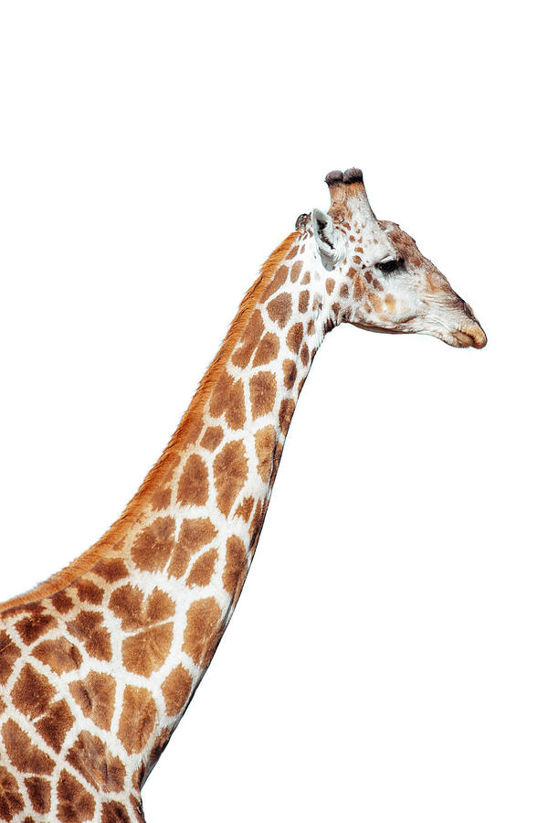 Giraffe isolated on white background Photograph by Artush Foto - Fine Art  America