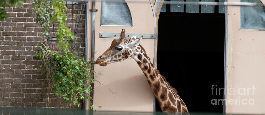 Giraffe #3 Photograph by Milena Boeva