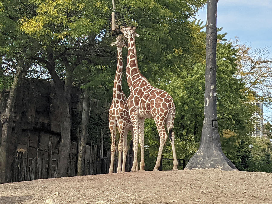 Giraffe's Inside of Zoo Digital Art by Kelly Johnson - Fine Art America