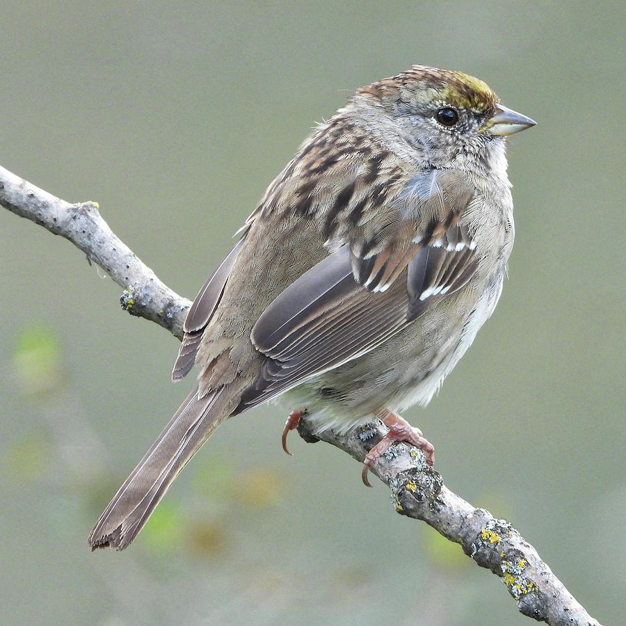 Golden-crowned Sparrow Photograph by Lindy Pollard | Fine Art America