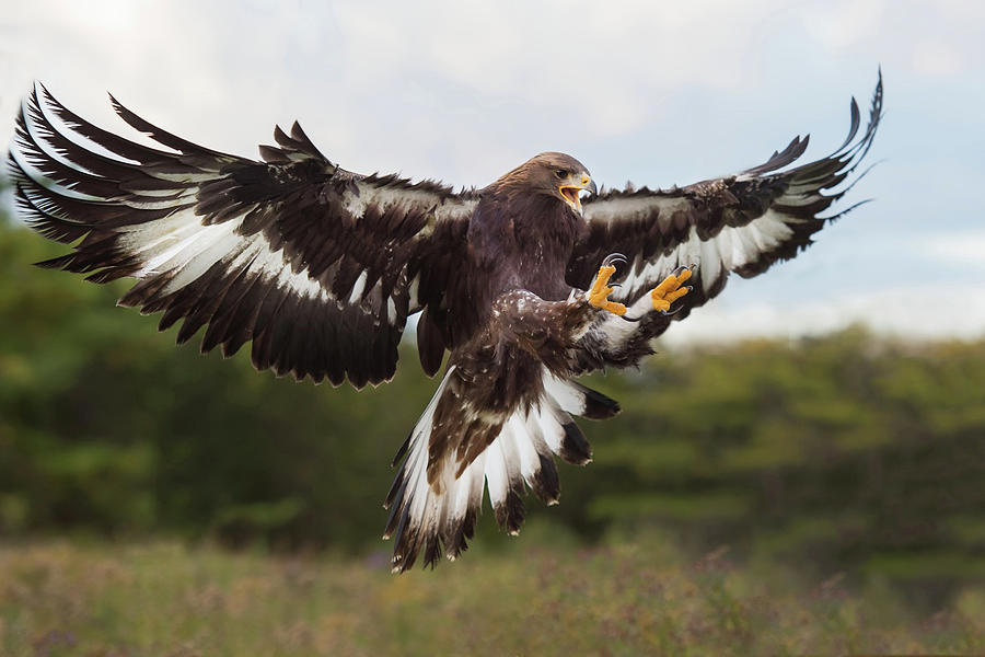 Golden Eagle #3 Photograph by CR Courson