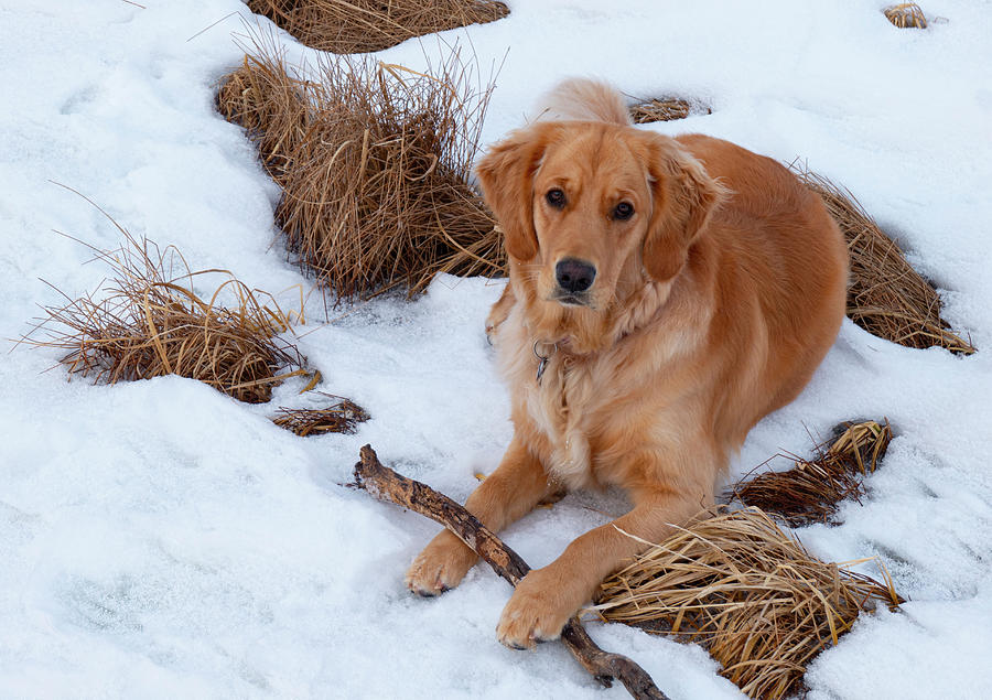 Winter Photograph - Golden Retriever In The Snow #3 by Phil And Karen Rispin