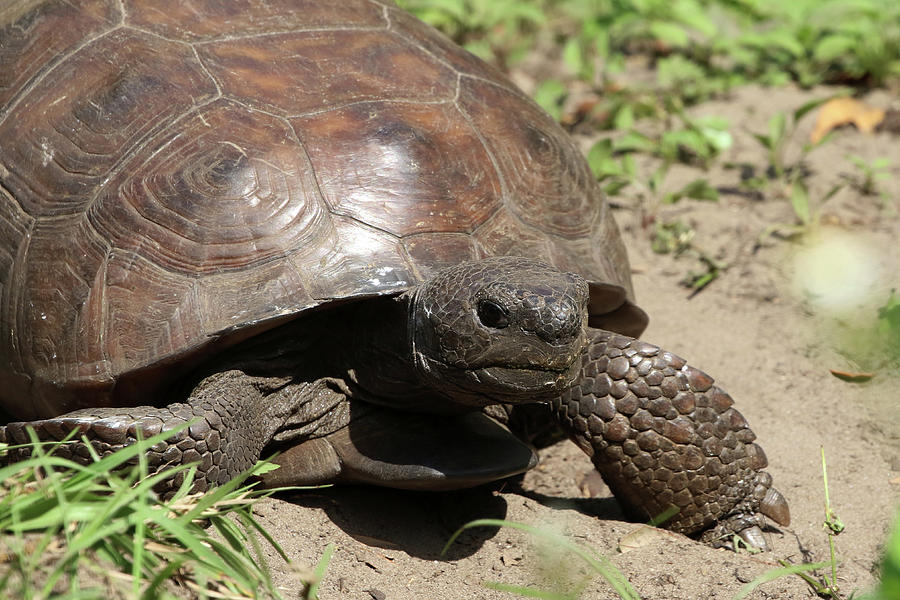 Gopher Tortoise Florida Photograph By Bob Savage - Fine Art America