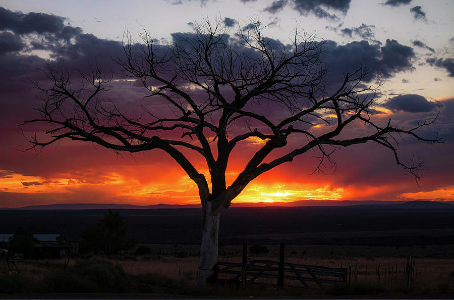 Gorgeous sunset with the Taos Tree and old mailbox #3 Photograph by Elijah Rael