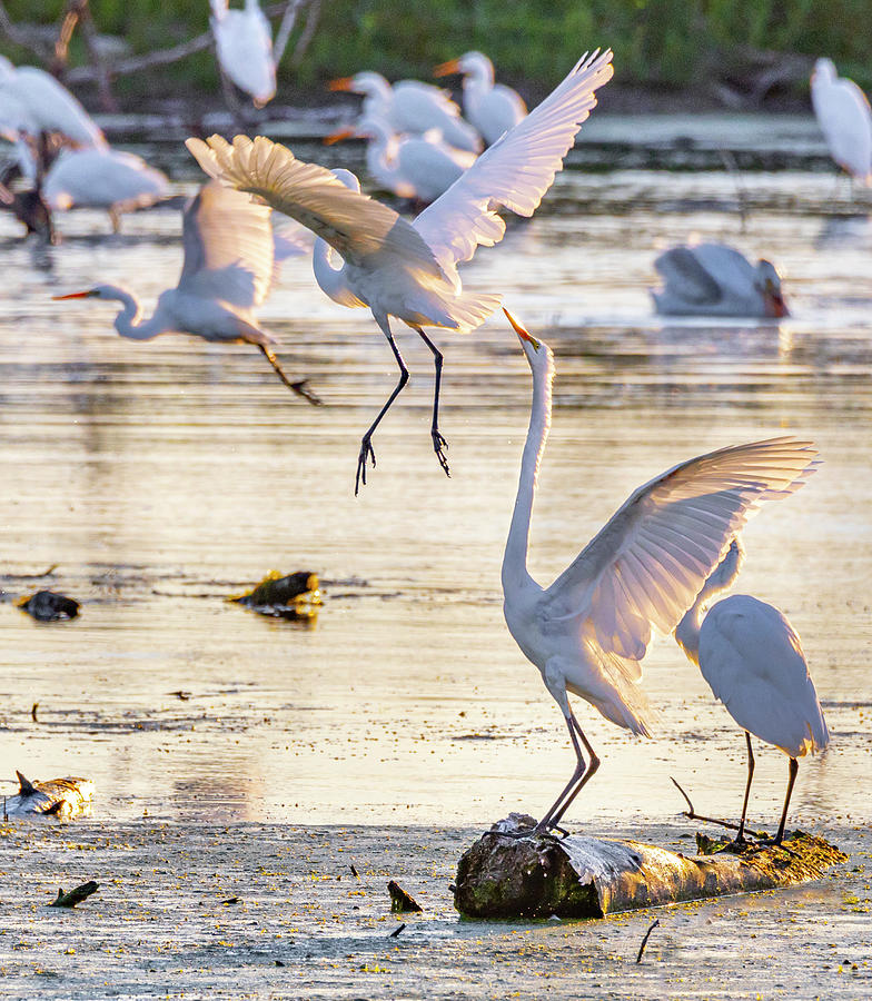 Graceful white egret in flight, backlit by the summer sunrise ...