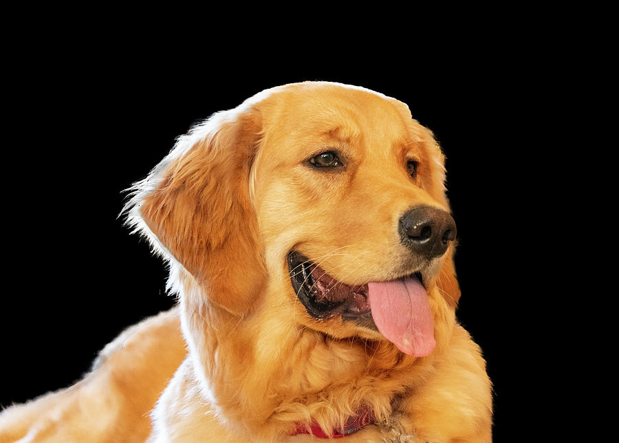 Golden Retriever Photograph - Gracie #3 by Phil And Karen Rispin