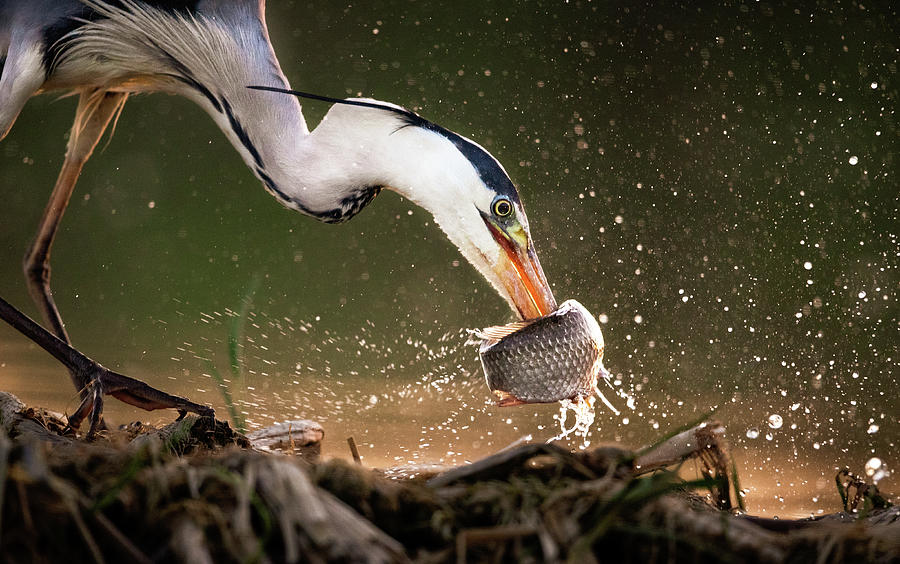 gray heron eggs location in fishing planet｜TikTok Search