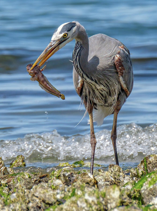 Great Blue Heron #3 Photograph by Bill Ray