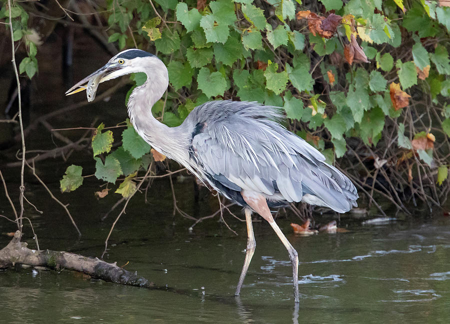 Great Blue Heron #3 Photograph by Brent McDaniel - Fine Art America