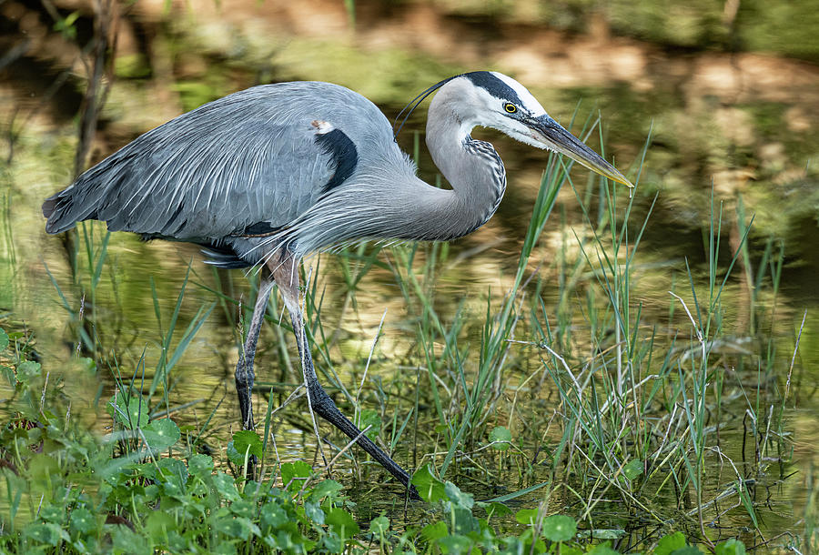 Great Blue Heron on the Hunt Photograph by Gordon Ripley
