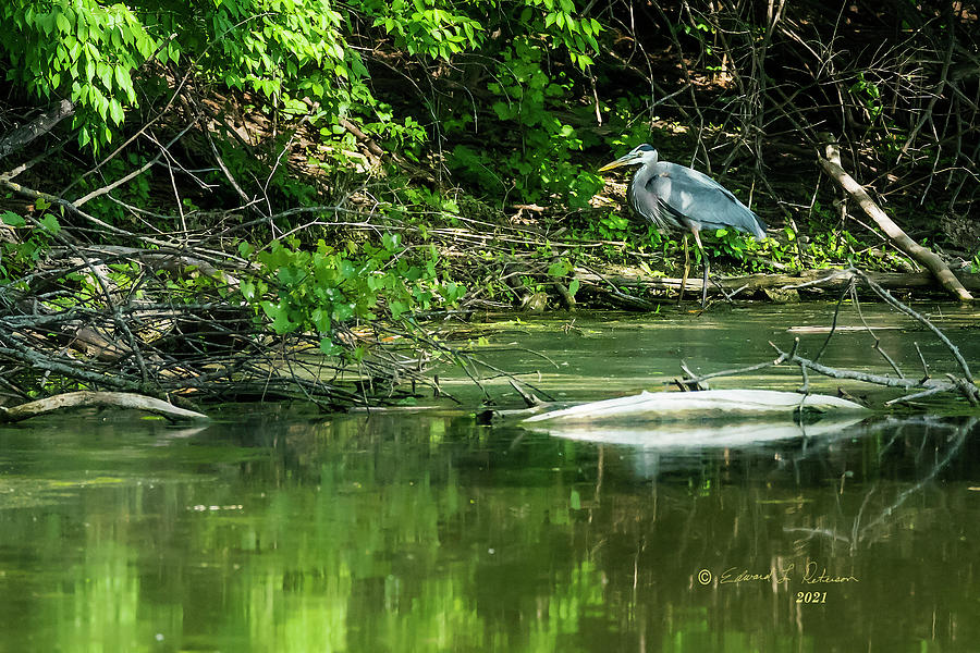 Great Blue Heron Hunting #3 Photograph by Ed Peterson