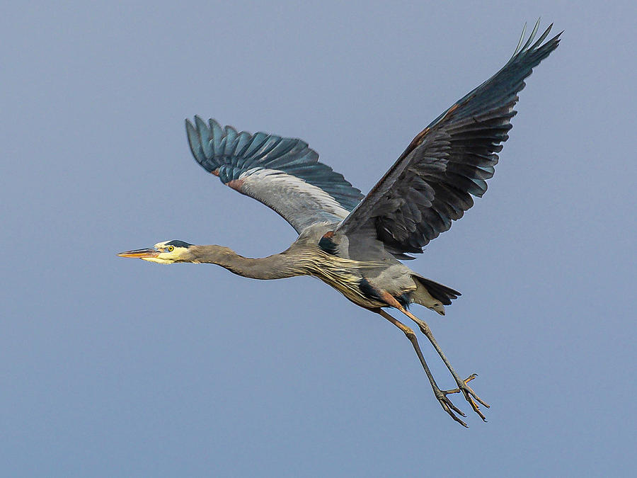 Great Blue Heron #3 Photograph by Mark Mille
