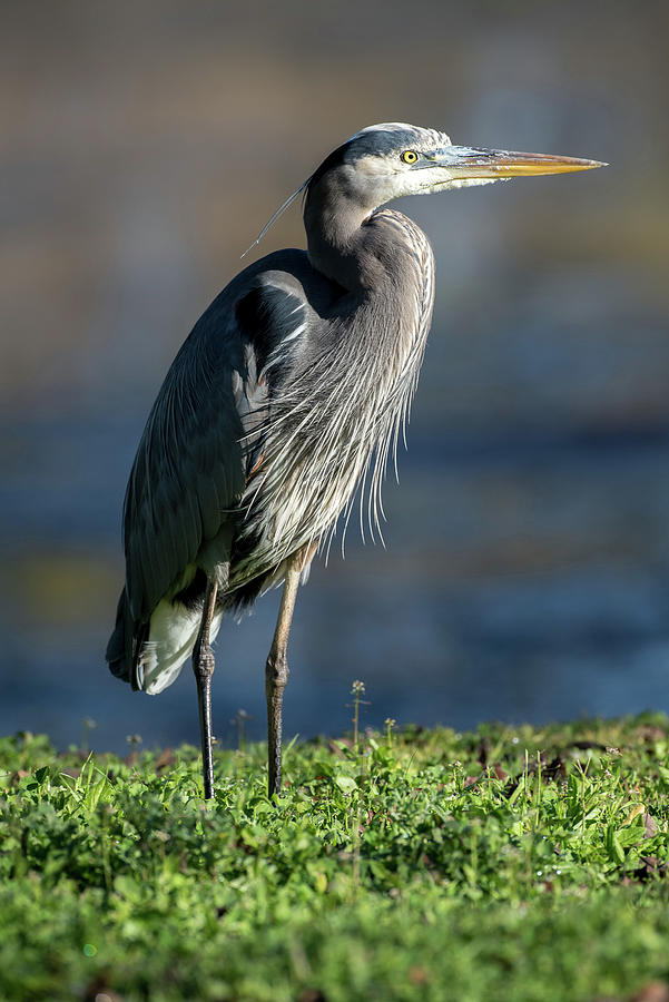Great Blue Heron #3 Photograph by Mike Fusaro