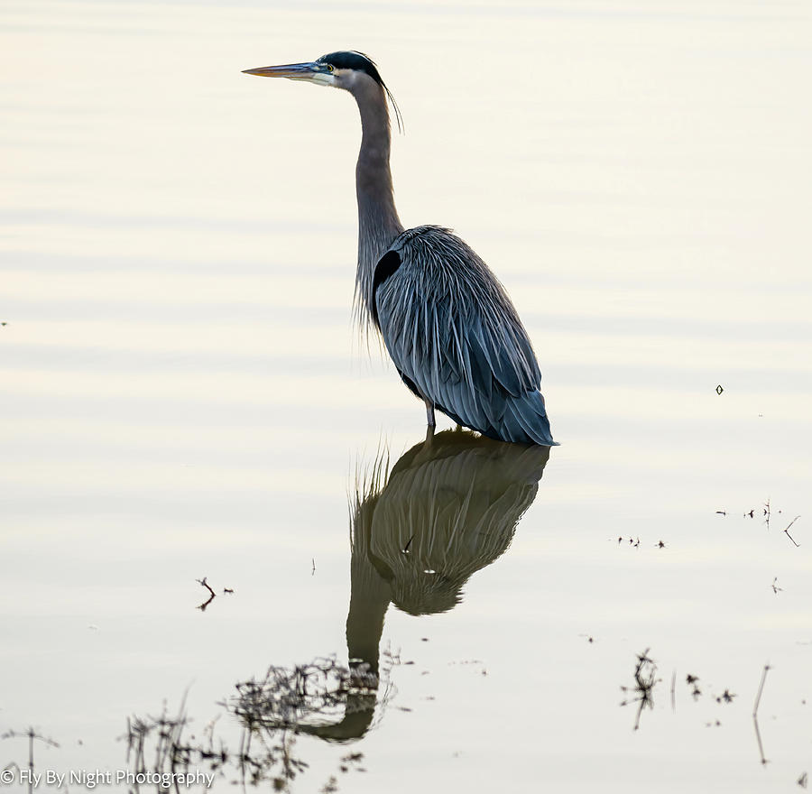 Great Blue Heron Reflection Photograph by Robert Beal - Fine Art America