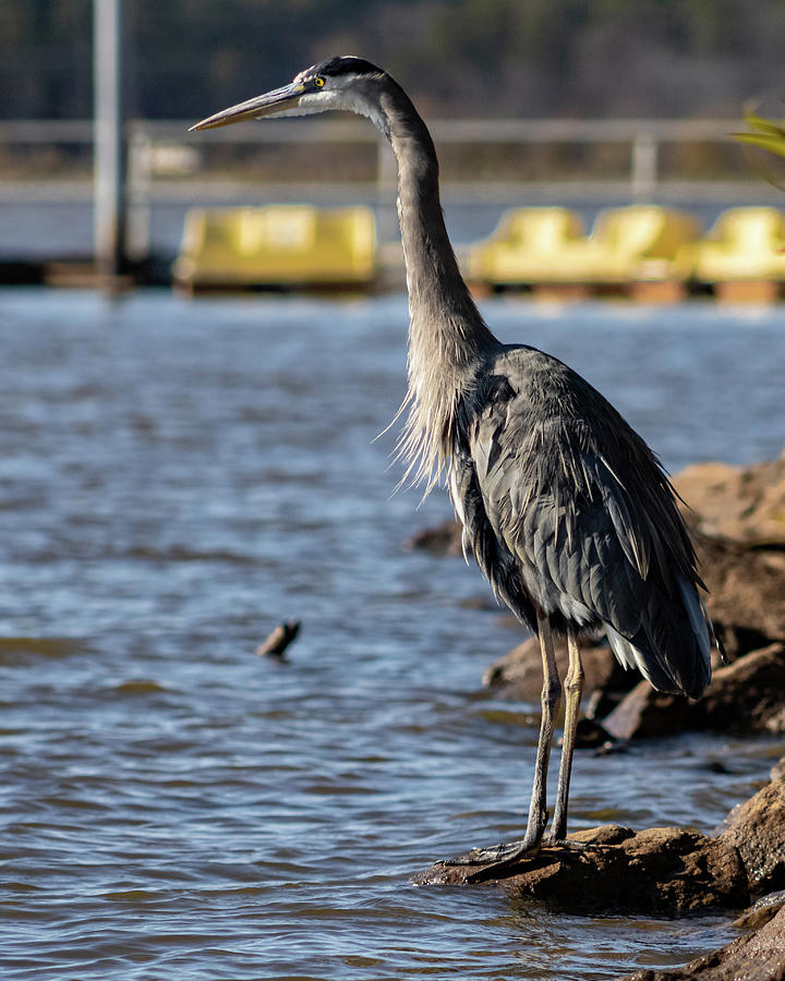 Great Blue Heron #3 Photograph by Rick Nelson