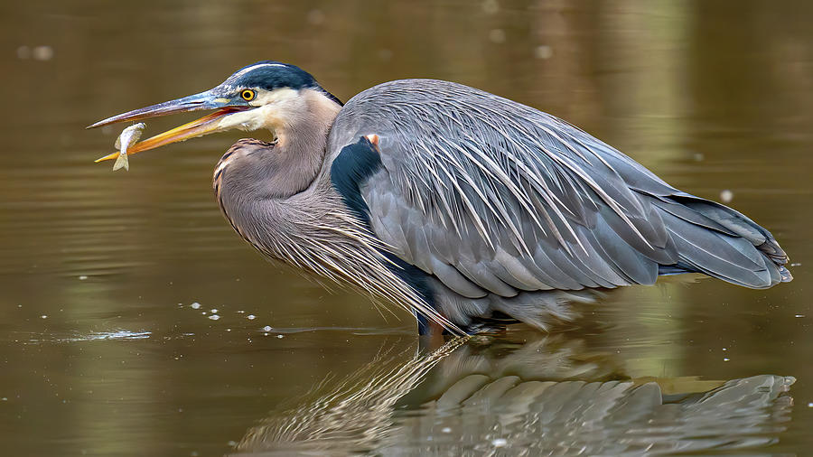 Great Blue Heron with a fish Photograph by William Krumpelman - Fine ...