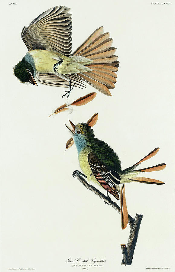 Audubon Birds Drawing - Great Crested Flycatcher #3 by John James Audubon