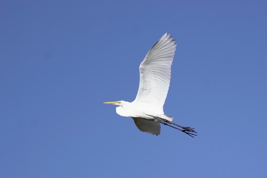Great Egret #3 Photograph by Dennis Boyd