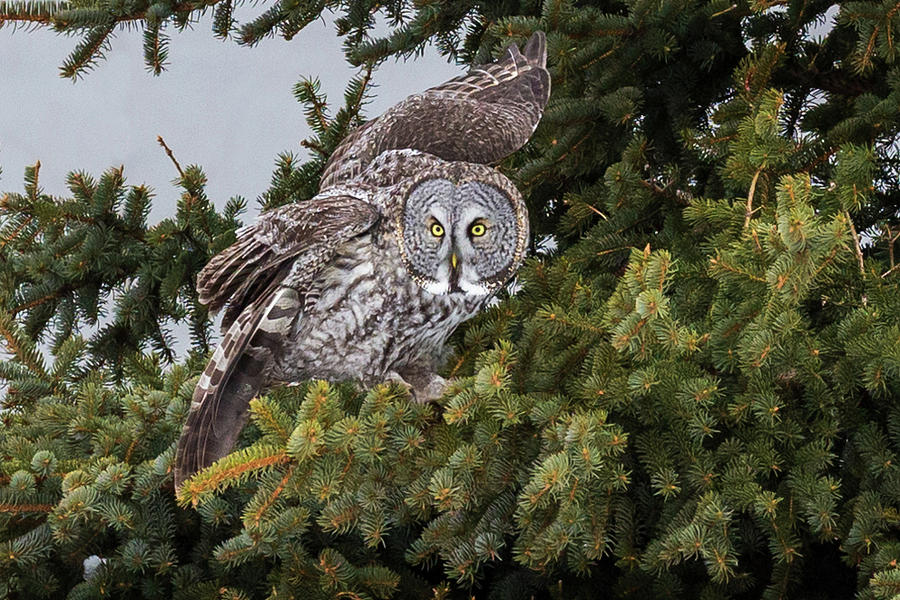 Great Gray Owl #3 Photograph by Paul Schultz