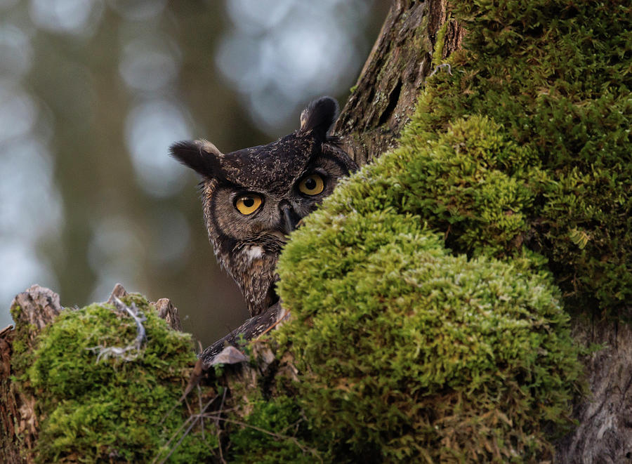 Great Horned Owl #3 Photograph by Angie Vogel