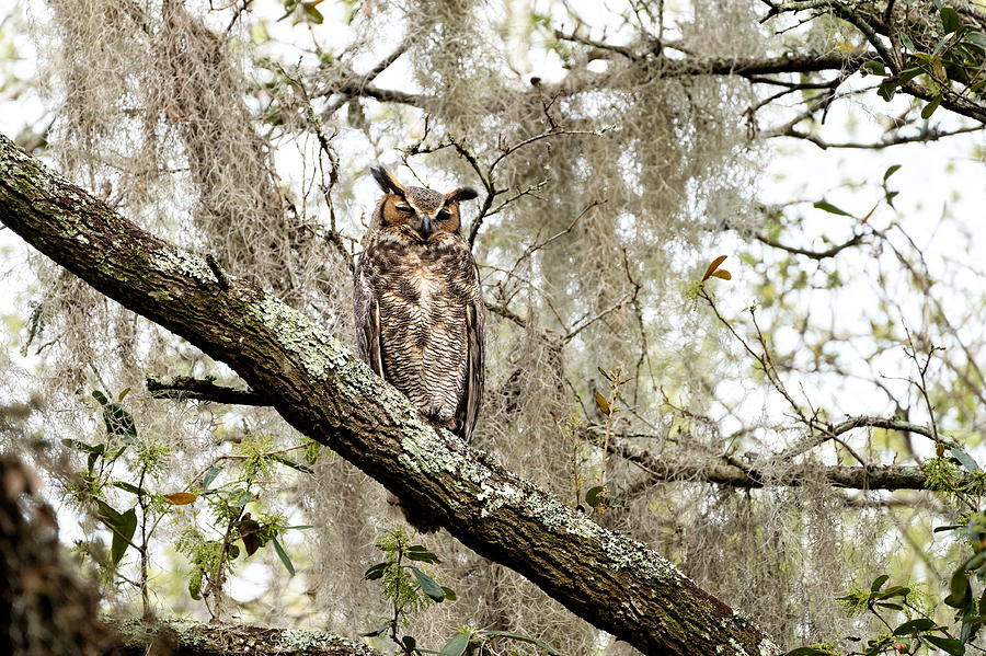 Great Horned Owl #3 Photograph by Colin Hocking