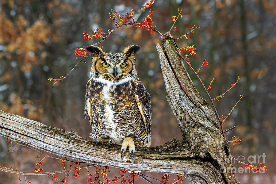 Great Horned Owl #3 Photograph by Teresa Jack