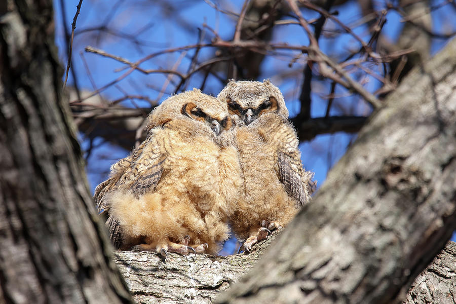 Great Horned Owlets #3 Photograph by Brook Burling