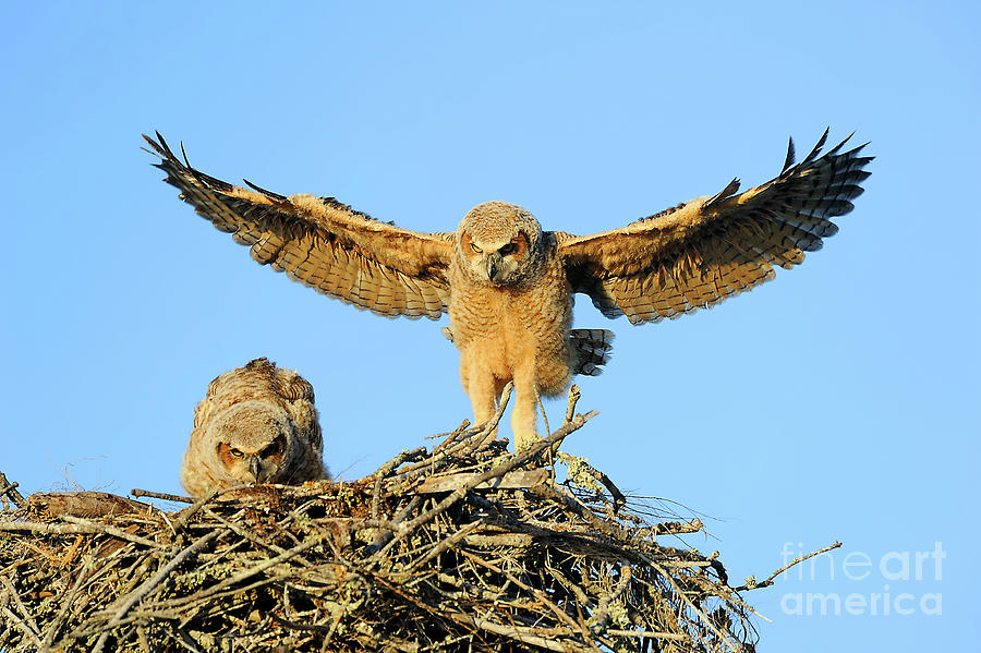 Great Horned Owlets Photograph By Troy Lim - Fine Art America