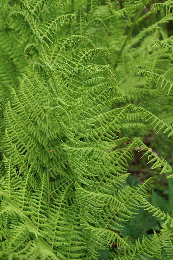 Green ferns #3 Photograph by Steve Estvanik