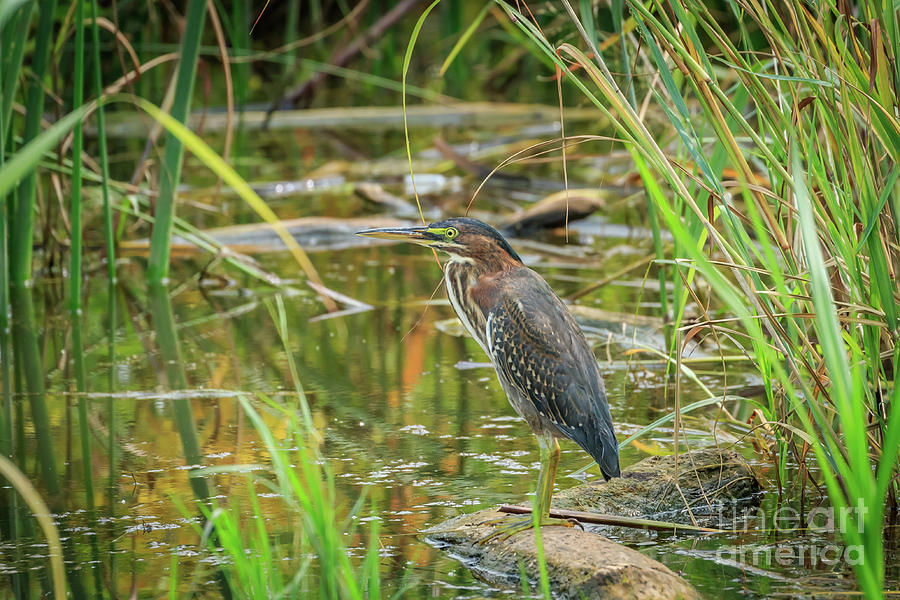 Butorides Virescens Photograph - Green Heron in brush on a lake shore in Ok by Richard Smith Butorides Virescens Photograph - Green Heron in brush on a lake shore in Ok by Richard Smith