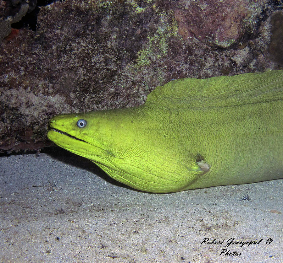 Collection 105+ Pictures how big can the green moray eel get Latest