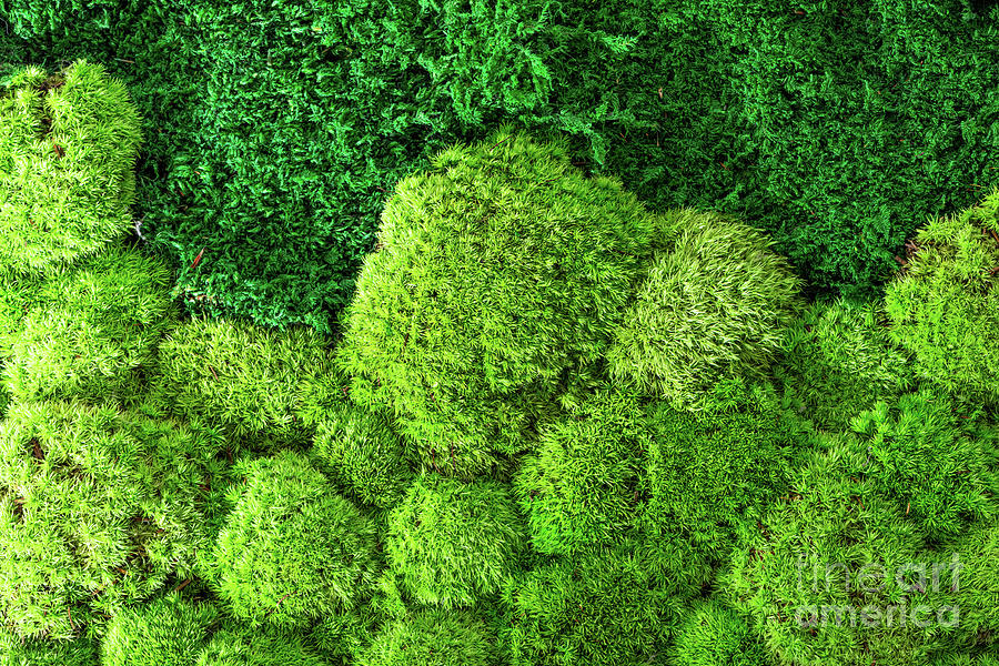 Green wall decoration cladonia rangiferina reindeer moss #3 Photograph by Michal Bednarek