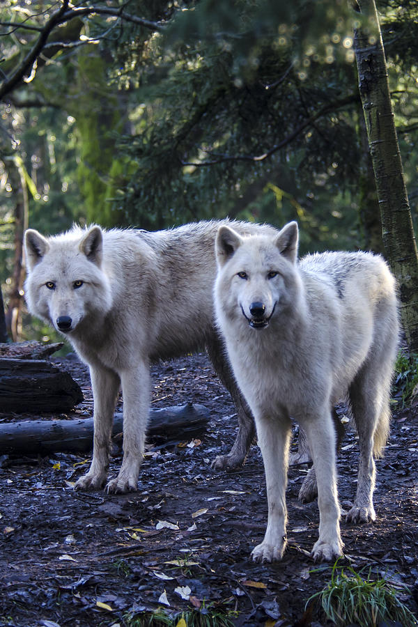 Grey Wolf, white phase #3 Photograph by Mark Newman Grey Wolf, white phase #3 Photograph by Mark Newman