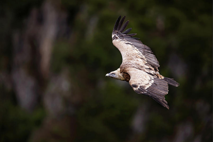 Griffon vulture flying in wilderness. Photograph by Kristian Sekulic ...