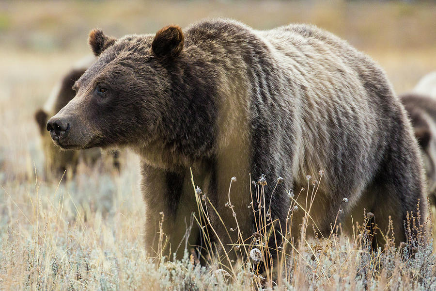 Grizzly Bear 399 Portrait Photograph by Patrick Barron