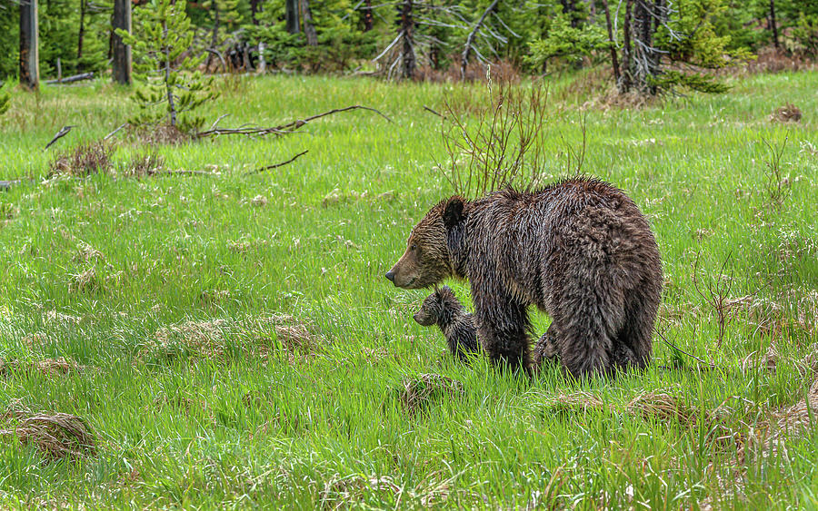 Grizzly Mom And Cubs #3 Photograph by Yeates Photography