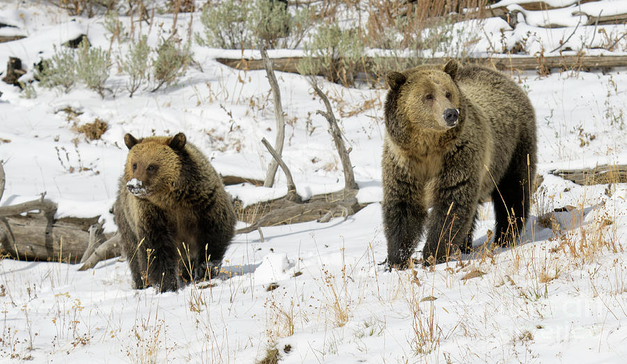 Grizzly Sow and Cub #3 Photograph by Patrick Nowotny