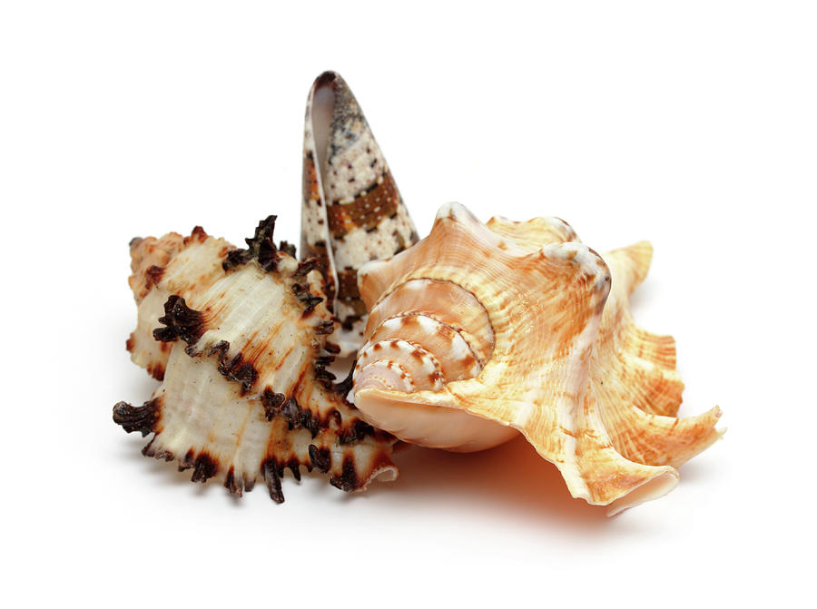 Group Of Seashells #3 Photograph by Mikhail Kokhanchikov