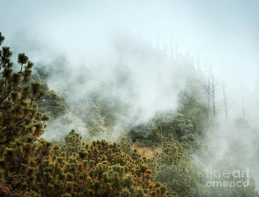 Guatemala Forest Landscape On Acatenango Volcano #3 Photograph by THP Creative