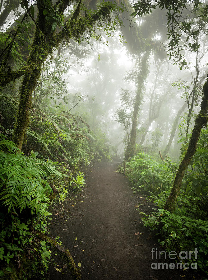 Guatemala Jungle Landscape #3 Photograph by THP Creative