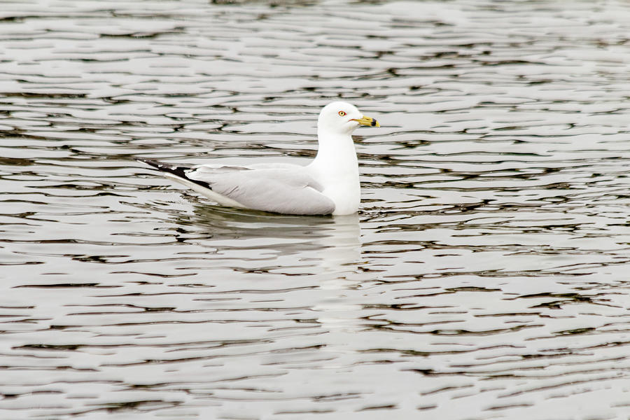 Gull floats on water #3 Photograph by SAURAVphoto Online Store