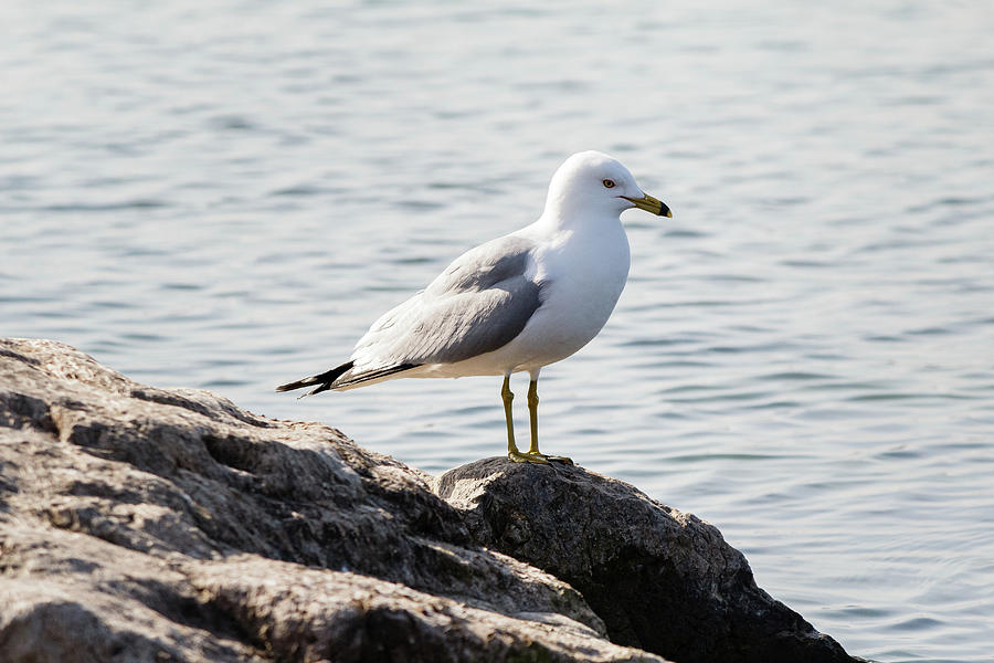 Gull On The Rock Photograph By SAURAVphoto Online Store - Fine Art America