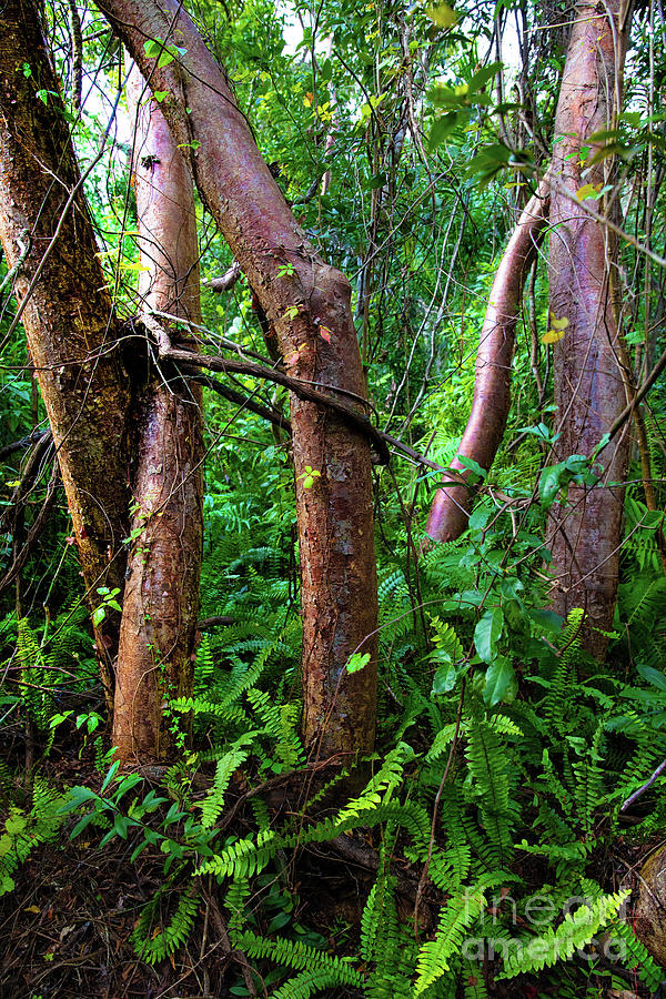 gumbo limbo tree