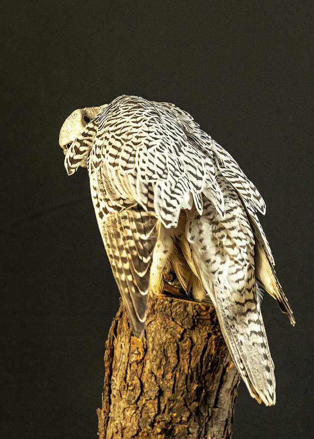 Gyrfalcon #3 Photograph by Laura Hedien