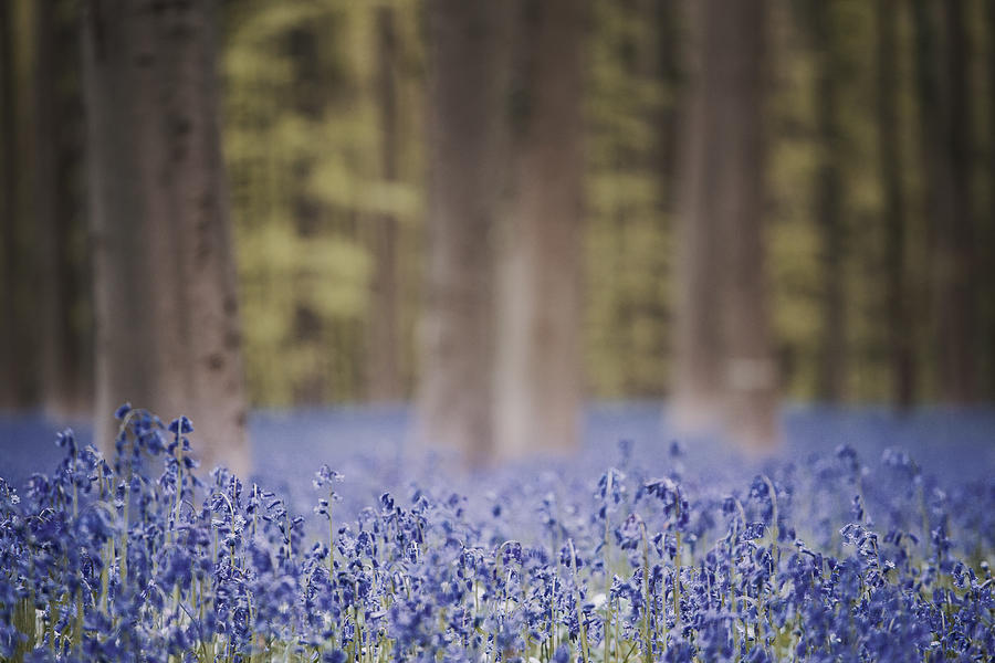 Hallerbos, Belgium. Bluebells forest #3 Photograph by Francesco Riccardo Iacomino