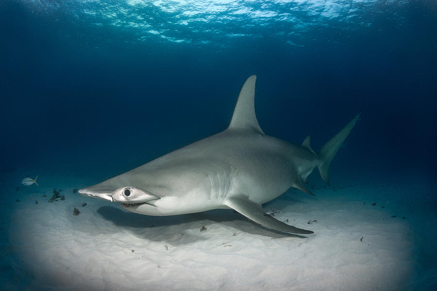 Hammerhead shark on the ocean floor #3 Photograph by Extreme-photographer