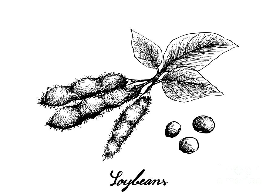 Hand Drawn of Delicious Fresh Green Soybeans Drawing by Iam Nee Fine