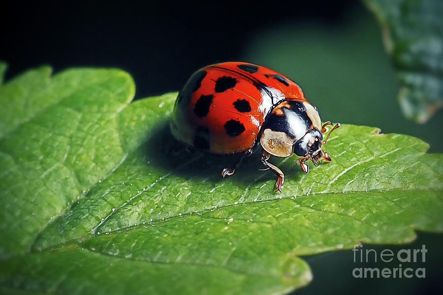 Wildlife Photograph - Harmonia axyridis Asian Ladybeetle Insect #3 by Frank Ramspott