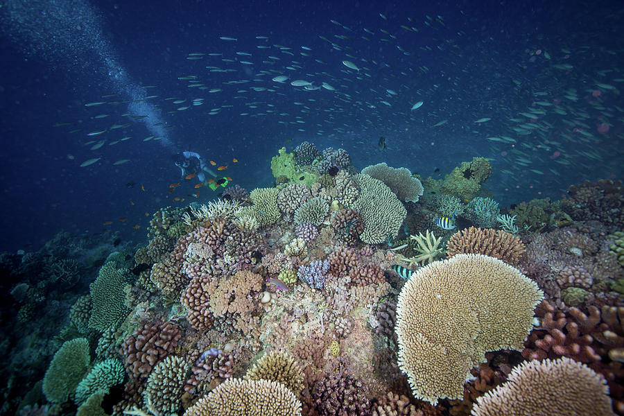 Healthy coral reef Photograph by Jemma Craig - Fine Art America